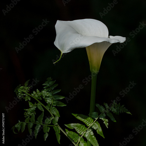 A lone arum lily rises gracefully, its pristine white bloom framed by lush green fern leaves. The soft curves of the petals contrast beautifully with the feathery texture of the ferns, a serene tablea photo