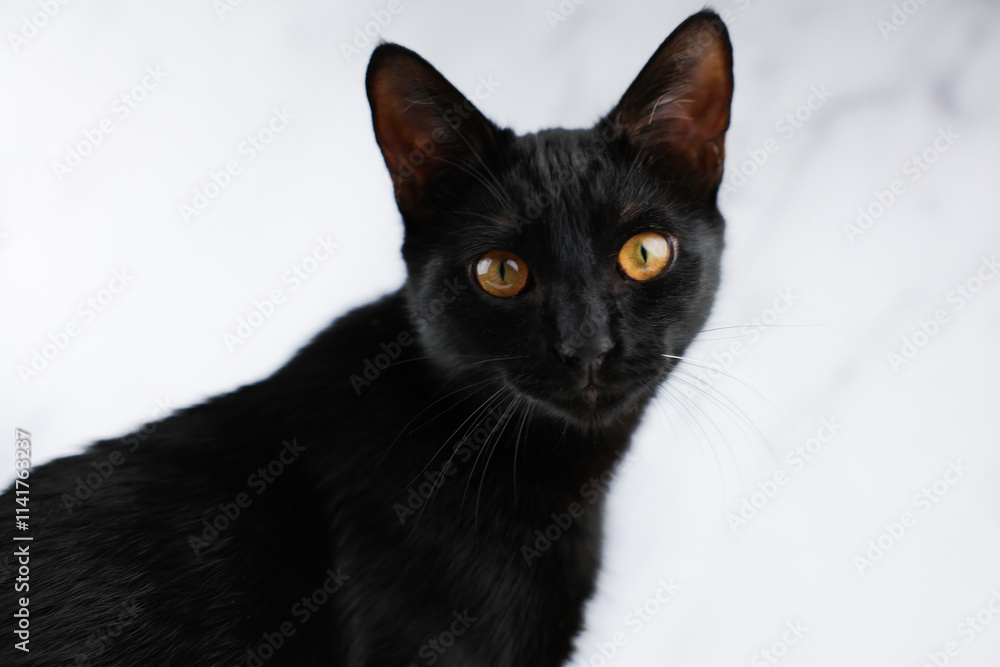 Pet black cat with big ears, bright yellow eyes and long whiskers sitting against the background of white marble, head and torso visible, looking at the camera. Pet concept black friday. High quality Pet black cat with big ears, bright yellow eyes and long whiskers sitting against the background of white marble, head and torso visible, looking at the camera. Pet concept black friday. High quality