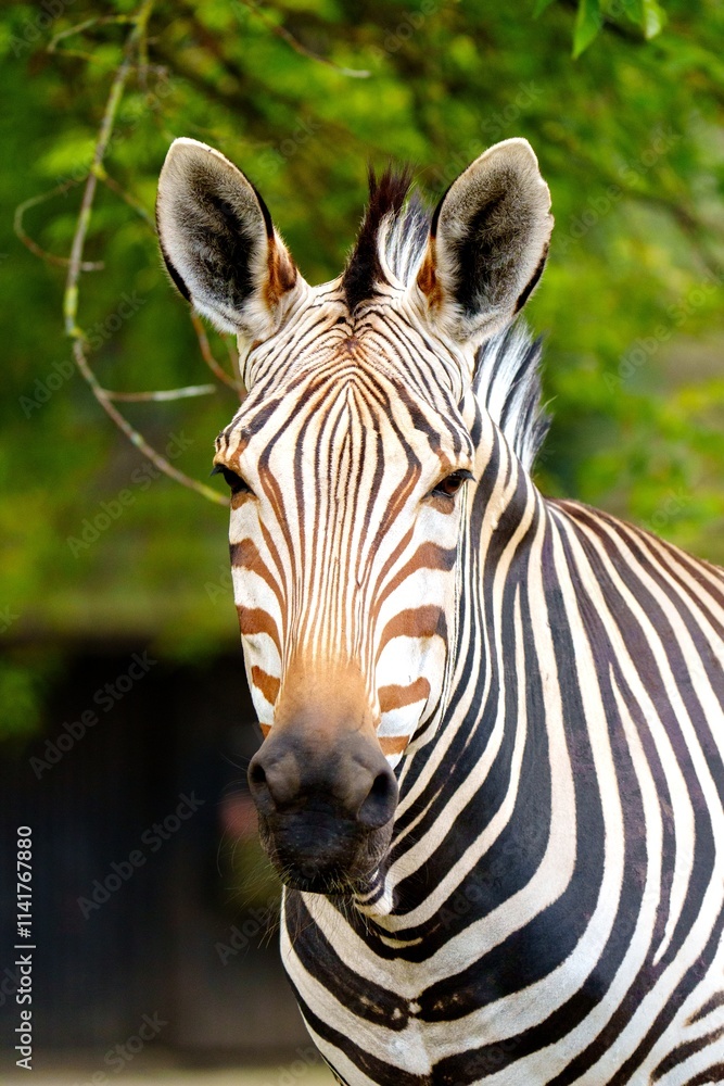 Naklejka premium A stunning close-up of a zebra s face in Luxemburg. The zebra gazes calmly at the camera, displaying its striking black and white stripes against a softly blurred green backdrop.