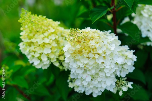 A beautiful shot of white hydrangea flowers in full bloom in Brugge, Belgium. The delicate petals and lush green leaves create a stunning backdrop for any floral arrangement.