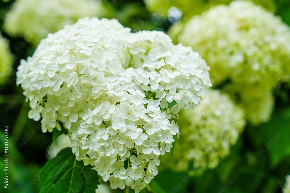 A beautiful white hydrangea flower in full bloom. The petals are a delicate shade of white and the center of the flower is a soft yellow. The flower is surrounded by lush green leaves. A beautiful white hydrangea flower in full bloom. The petals are a delicate shade of white and the center of the flower is a soft yellow. The flower is surrounded by lush green leaves.