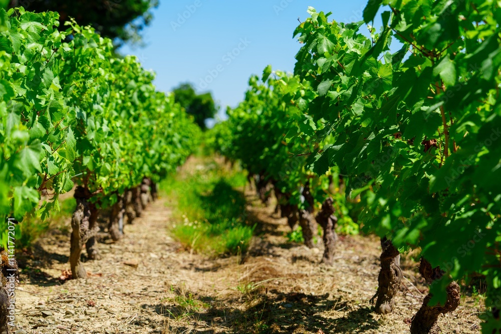 This beautiful image showcases a vast vineyard at golden hour, featuring orderly rows of lush green grape vines under a clear blue sky, capturing the essence of nature s tranquility. This beautiful image showcases a vast vineyard at golden hour, featuring orderly rows of lush green grape vines under a clear blue sky, capturing the essence of nature s tranquility.