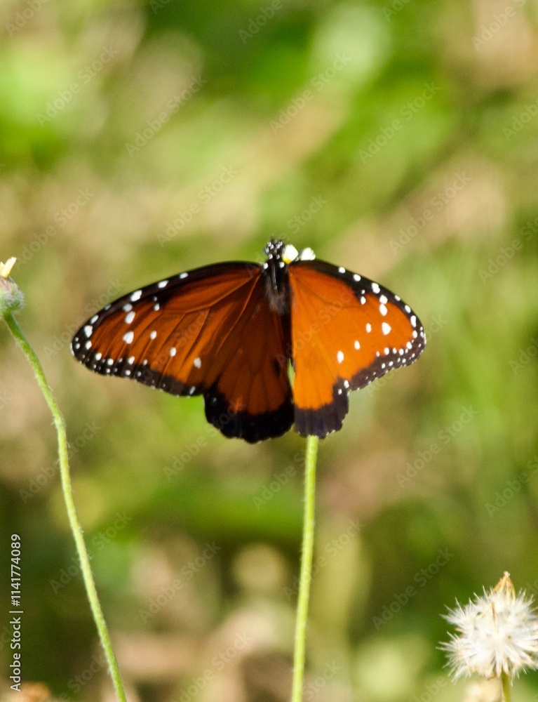butterfly on a flower free in the forest butterfly on a flower free in the forest