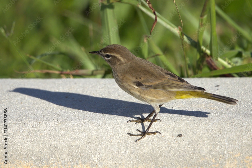 Obraz premium bird on the grass