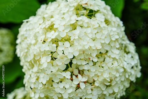 Close-up of a blooming white hydrangea flower against green leaves, showcasing its beauty. Hydrangeas are popular for their large clusters and come in various colors like pink, blue, and purple. photo