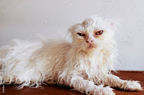 Funny White Cat After Bath