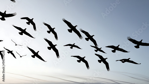 A large flock of birds in the sky photo