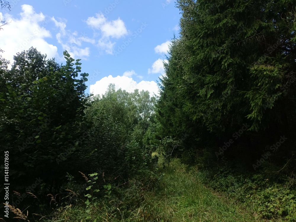 Forest in Siauliai county during sunny summer day. Oak and birch tree woodland. Sunny day with white clouds in blue sky. Bushes are growing in woods. Nature. Summer season. Miskas. Forest in Siauliai county during sunny summer day. Oak and birch tree woodland. Sunny day with white clouds in blue sky. Bushes are growing in woods. Nature. Summer season. Miskas.
