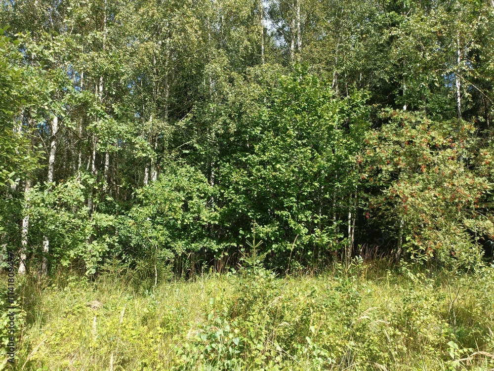 Forest in Siauliai county during sunny summer day. Oak and birch tree woodland. Sunny day with white clouds in blue sky. Bushes are growing in woods. Nature. Summer season. Miskas. Forest in Siauliai county during sunny summer day. Oak and birch tree woodland. Sunny day with white clouds in blue sky. Bushes are growing in woods. Nature. Summer season. Miskas.