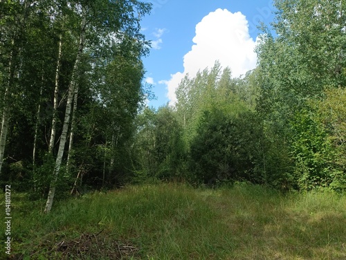 Forest in Siauliai county during sunny summer day. Oak and birch tree woodland. Sunny day with white clouds in blue sky. Bushes are growing in woods. Nature. Summer season. Miskas. photo