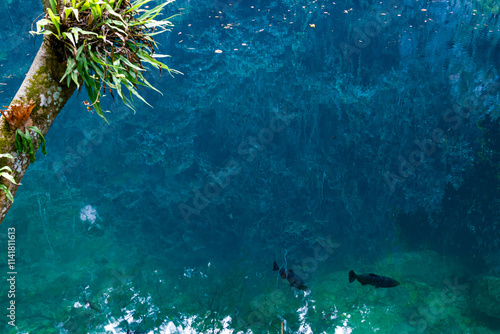 Black fishes in the Sinkhole Blue Lake, the geological phenomenon name Lom Phu Khiew in Ngao District, Lampang Province, Thailand.