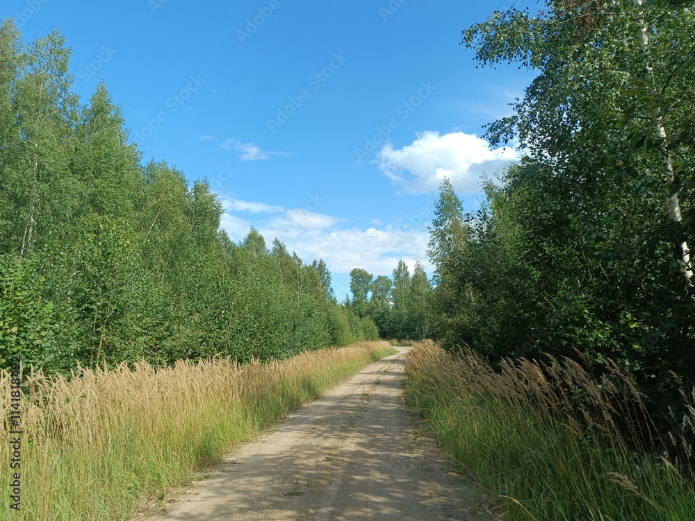 Road in forest in Siauliai county during sunny summer day. Oak and birch tree woodland. Sunny day with white clouds in blue sky. Bushes are growing in woods. Sandy road. Nature. Miskas. Road in forest in Siauliai county during sunny summer day. Oak and birch tree woodland. Sunny day with white clouds in blue sky. Bushes are growing in woods. Sandy road. Nature. Miskas.