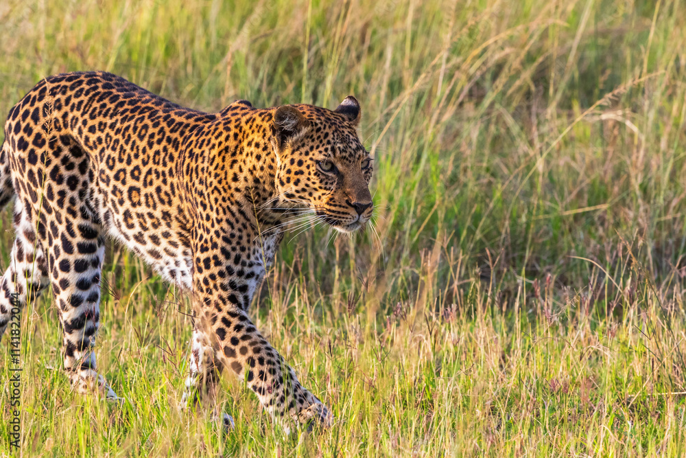 Walking Leopard at the savanna in Africa Walking Leopard at the savanna in Africa