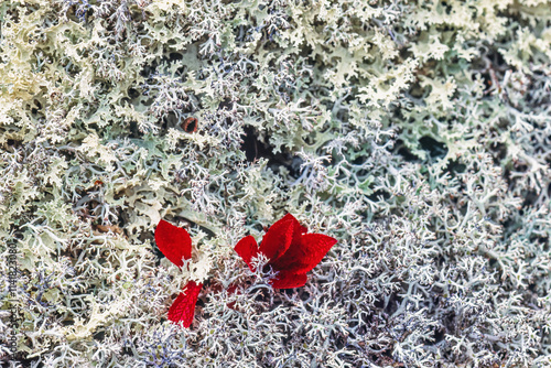 Red leaves among white lichens in autumn photo