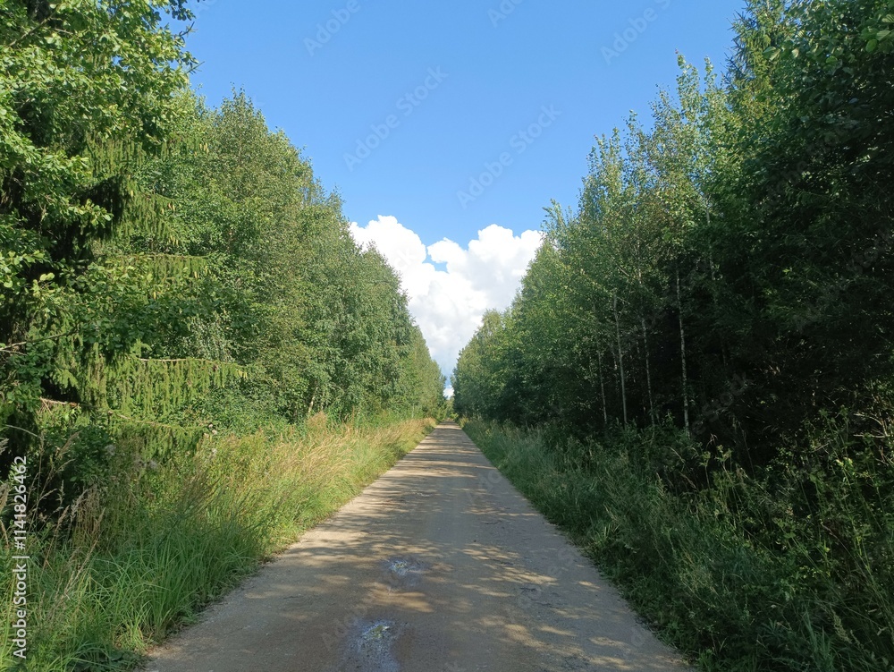 Road in forest in Siauliai county during sunny summer day. Oak and birch tree woodland. Sunny day with white clouds in blue sky. Bushes are growing in woods. Sandy road. Nature. Miskas. Road in forest in Siauliai county during sunny summer day. Oak and birch tree woodland. Sunny day with white clouds in blue sky. Bushes are growing in woods. Sandy road. Nature. Miskas.