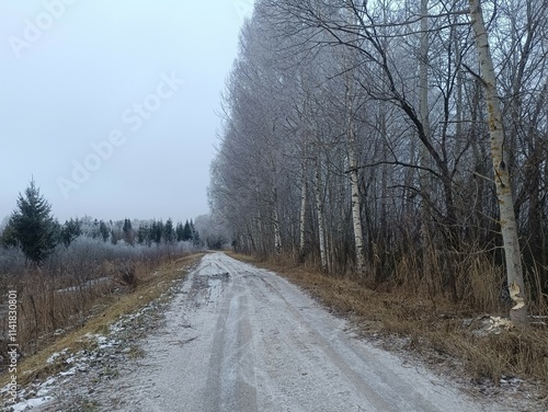 Road in forest in Siauliai county during cloudy winter day. Oak and birch tree woodland. Cloudy day with white clouds in sky. Bushes are growing in woods. Sandy road. Nature. Winter season. Miskas. photo