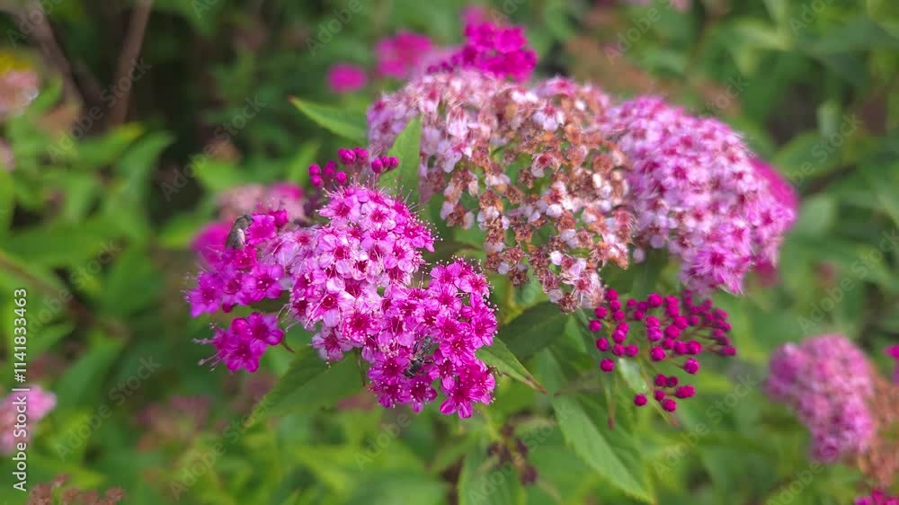 Pink spirea plant with a hoverfly pollinating its nectar-rich blooms in North America, closeup handheld shot Pink spirea plant with a hoverfly pollinating its nectar-rich blooms in North America, closeup handheld shot