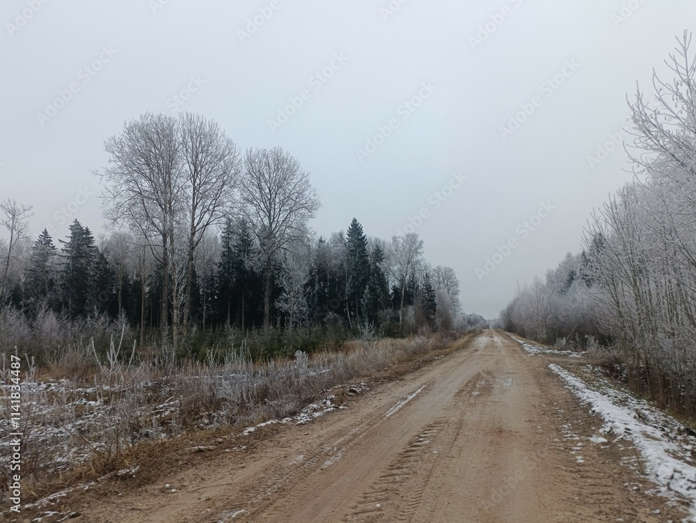 Road in forest in Siauliai county during cloudy winter day. Oak and birch tree woodland. Cloudy day with white clouds in sky. Bushes are growing in woods. Sandy road. Nature. Winter season. Miskas. Road in forest in Siauliai county during cloudy winter day. Oak and birch tree woodland. Cloudy day with white clouds in sky. Bushes are growing in woods. Sandy road. Nature. Winter season. Miskas.