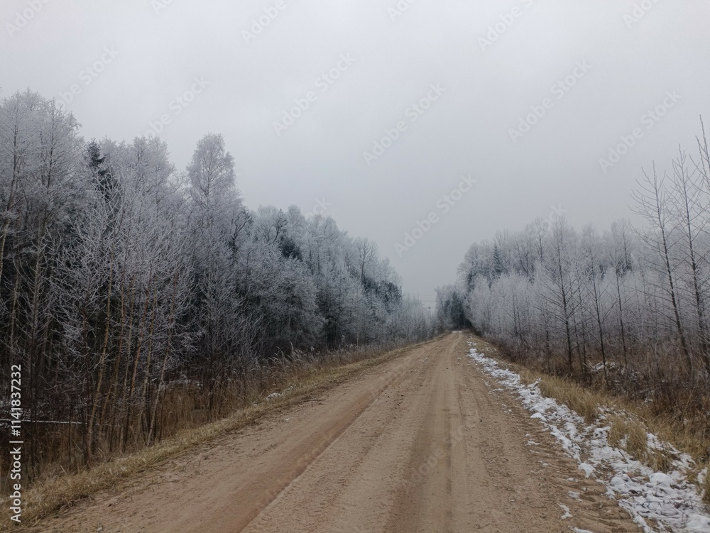 Road in forest in Siauliai county during cloudy winter day. Oak and birch tree woodland. Cloudy day with white clouds in sky. Bushes are growing in woods. Sandy road. Nature. Winter season. Miskas. Road in forest in Siauliai county during cloudy winter day. Oak and birch tree woodland. Cloudy day with white clouds in sky. Bushes are growing in woods. Sandy road. Nature. Winter season. Miskas.