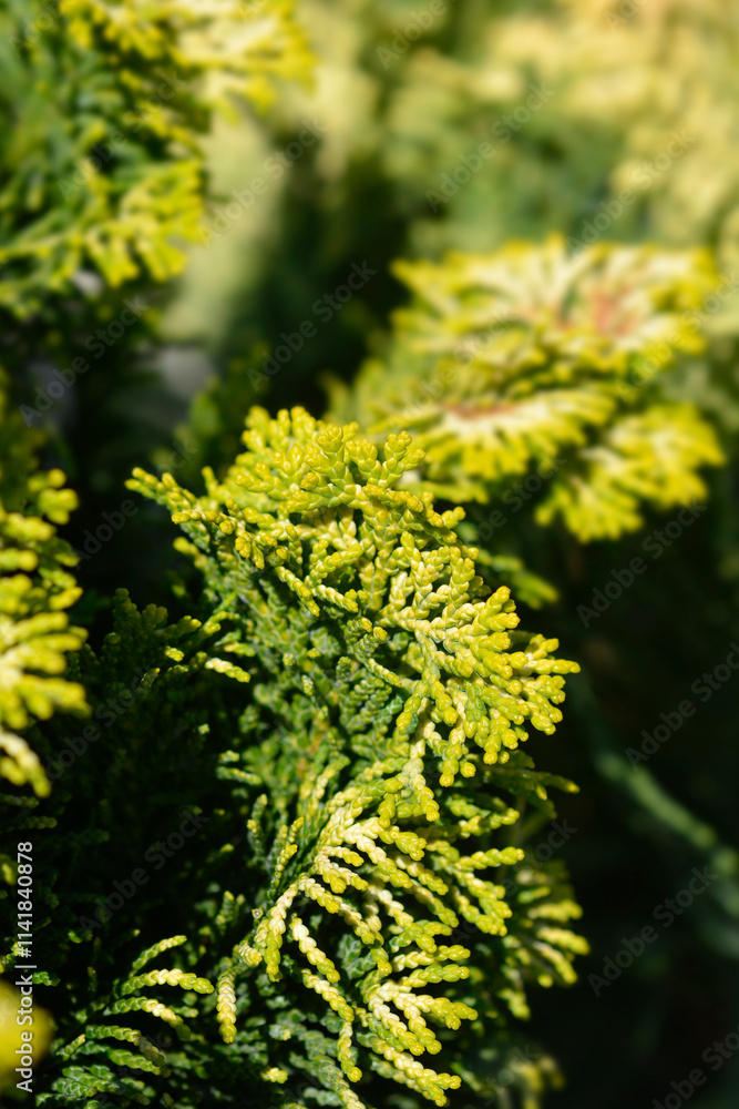 Dwarf golden Hinoki cypress branch Dwarf golden Hinoki cypress branch