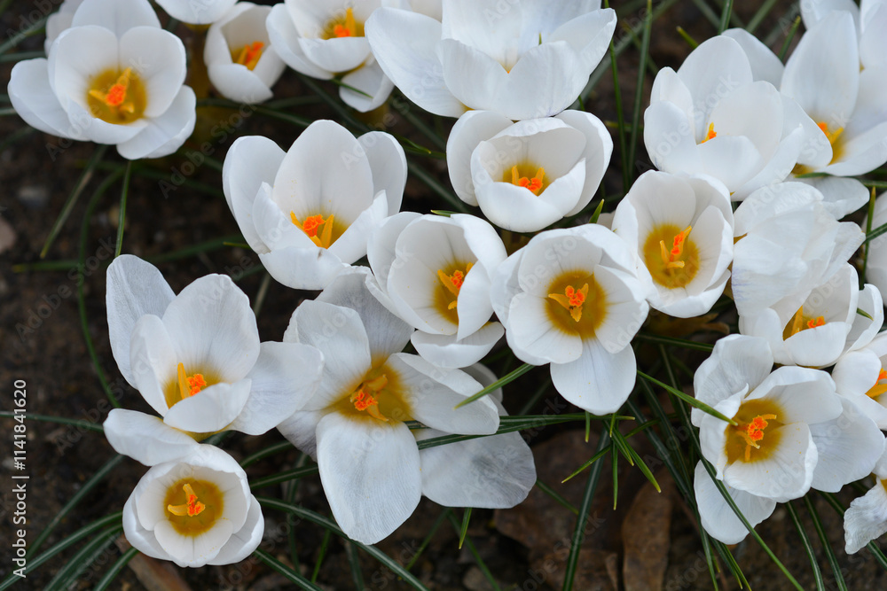 Snow Crocus Ard Schenk flowers
