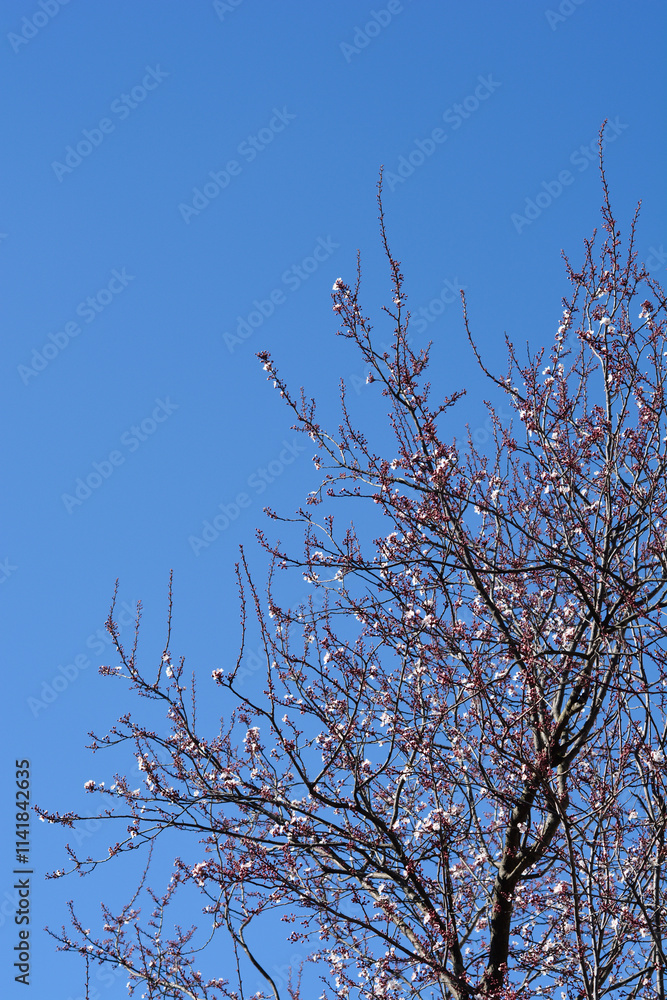 Black Cherry Plum branches with flowers Black Cherry Plum branches with flowers