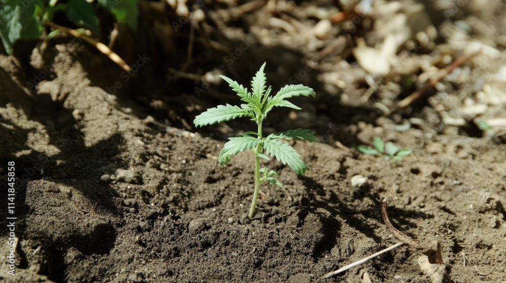 Cannabis Seedling in Soil Under Sunlight with Lush Background Focused on Indoor Medical Cultivation and Growth Stages Cannabis Seedling in Soil Under Sunlight with Lush Background Focused on Indoor Medical Cultivation and Growth Stages