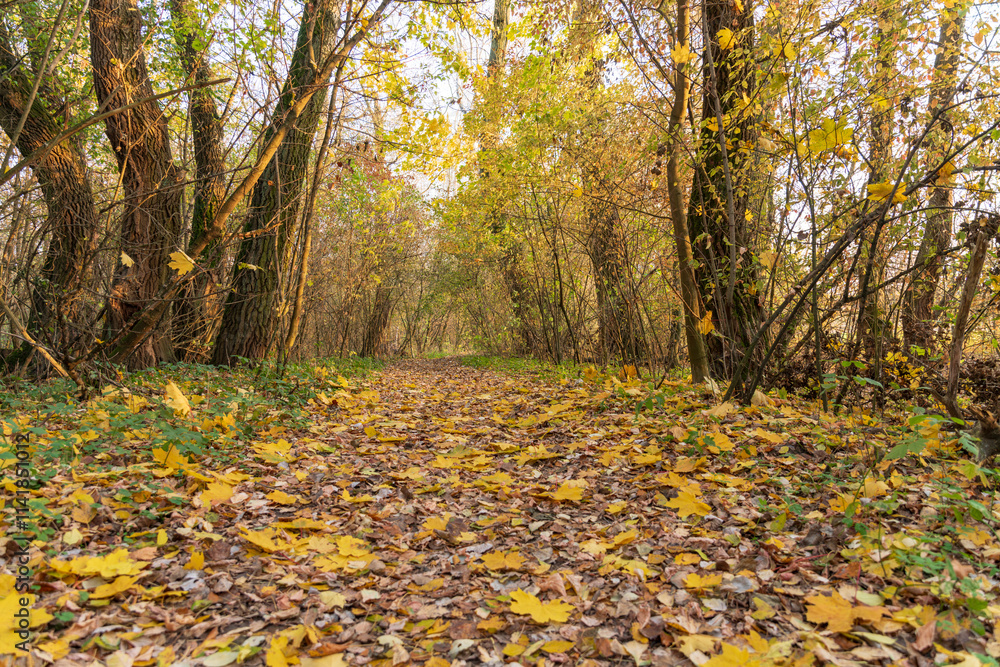 Tranquil autumn forest path in Poland covered with golden leaves. Peaceful woodland scenery perfect for nature, seasonal, and outdoor themes. Tranquil autumn forest path in Poland covered with golden leaves. Peaceful woodland scenery perfect for nature, seasonal, and outdoor themes.