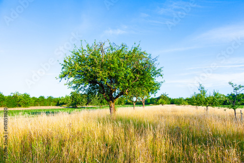 beautiful typical speierling apple tree in meadow for the german drink applewine photo