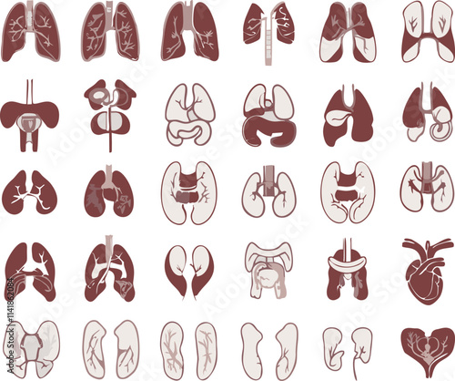 Set Icons About anatomy Vector illustration logo concept design