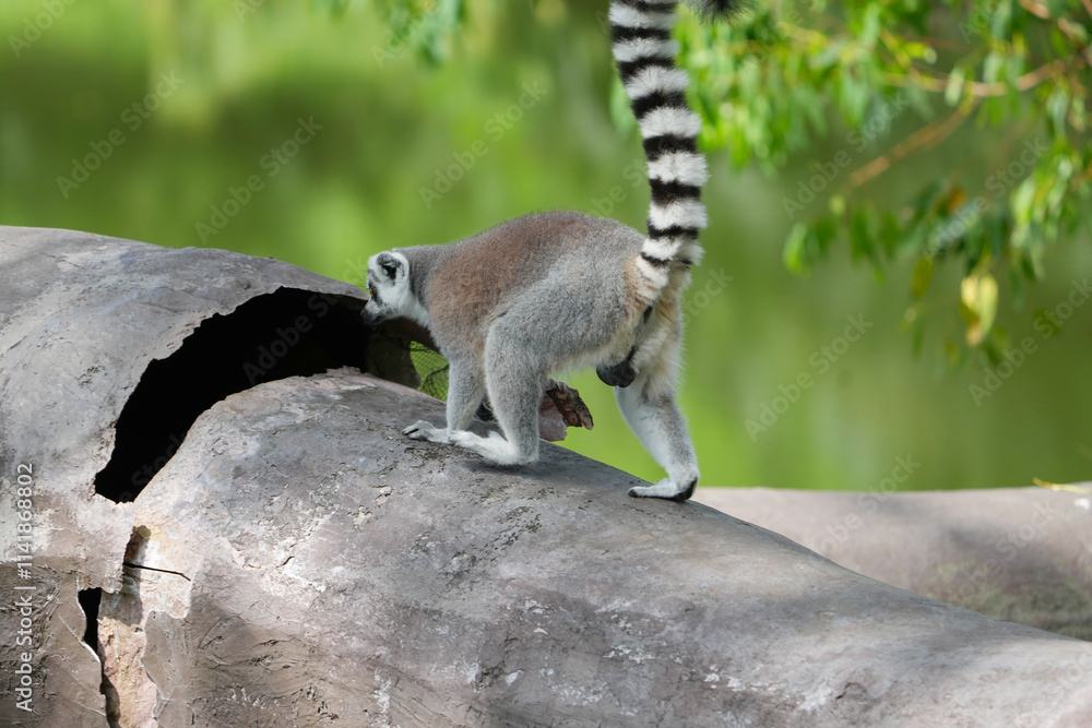 Obraz premium lemur catta sitting on a stump