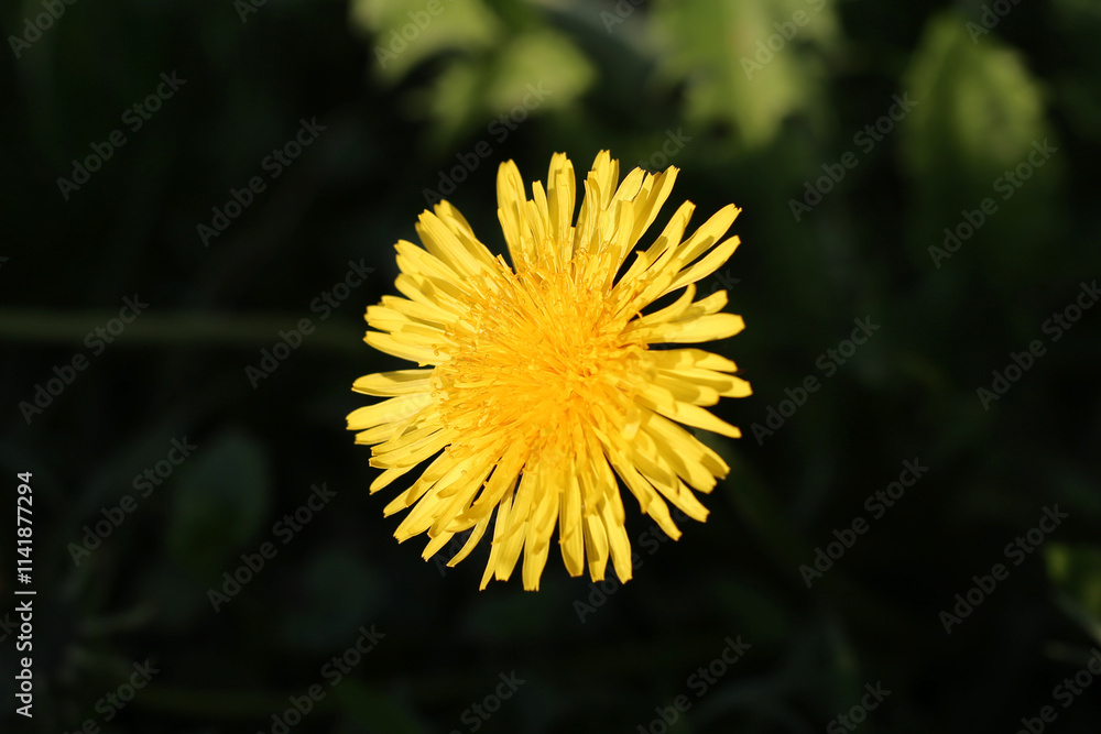 Yellow dandelion on dark blurred background Yellow dandelion on dark blurred background
