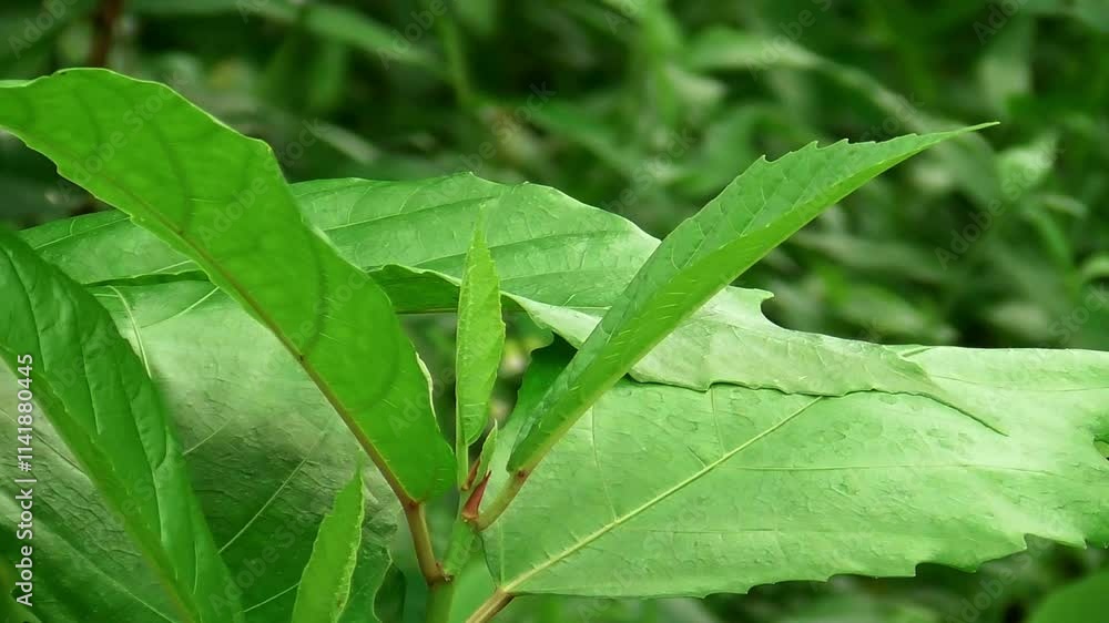 Abstract Green leaves background in the forest Abstract Green leaves background in the forest