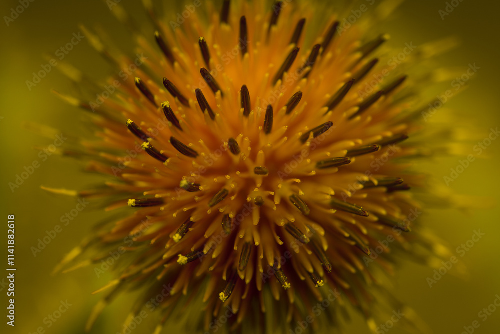 THISTLE - Beautiful flowering wild plant in its natural environment THISTLE - Beautiful flowering wild plant in its natural environment
