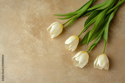 Elegant white tulips on textured background for spring decoration, wedding design, nature themes, floral greetings, or seasonal celebration projects photo