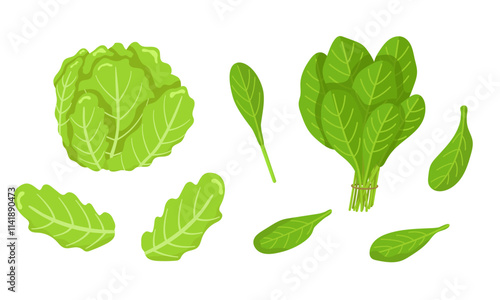 Vector set of spinach and iceberg lettuce isolated on white background. Vegetarian food. Pictures for packaging design and culinary products.