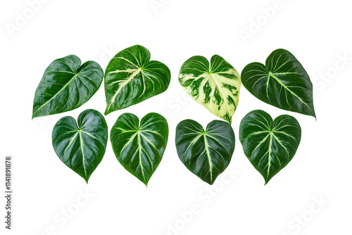 Heart shaped bicolors leaves of Philodendron plowmanii plant isolated include clipping path on white background photo