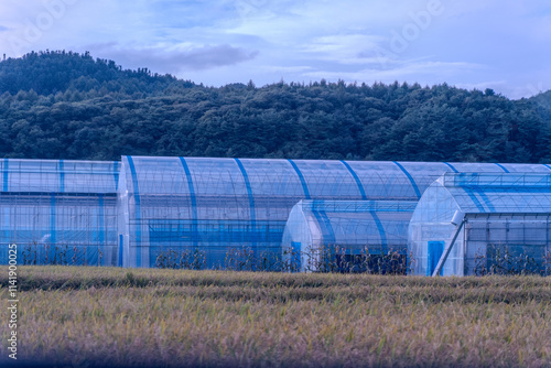 Greenhouses on a rural farm, showcasing sustainable agriculture and the cultivation of crops in controlled environments. photo