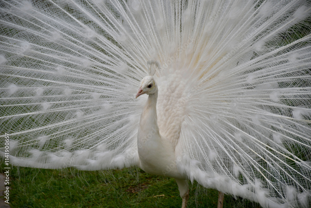 Naklejka premium Portrait d'un paon fier