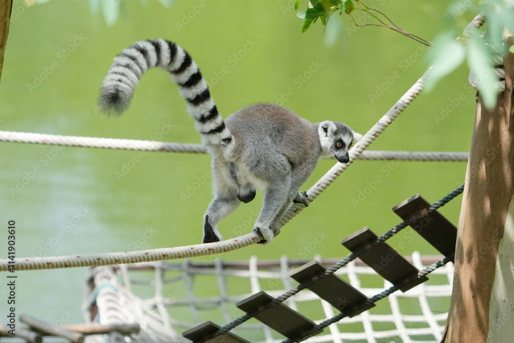 Obraz premium lemur catta sitting on a rope