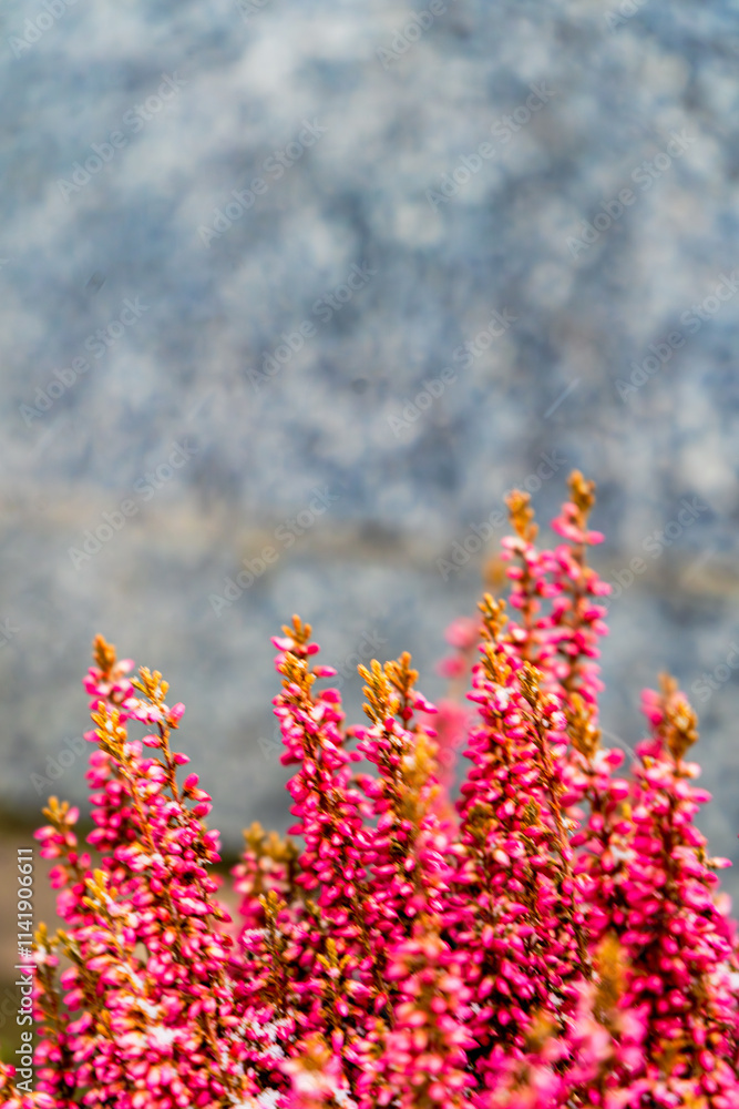 A vibrant cluster of pink heather flowers with delicate petals is showcased against a softly blurred gray background. The striking contrast highlights the beauty and texture of the blooming plants A vibrant cluster of pink heather flowers with delicate petals is showcased against a softly blurred gray background. The striking contrast highlights the beauty and texture of the blooming plants