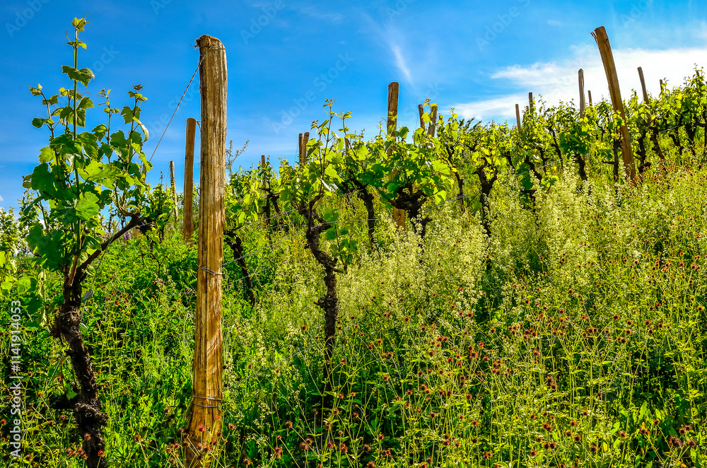 Fototapeta premium vignoble enherbé