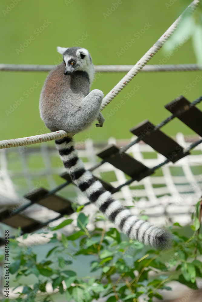 Obraz premium lemur catta sitting on a rope