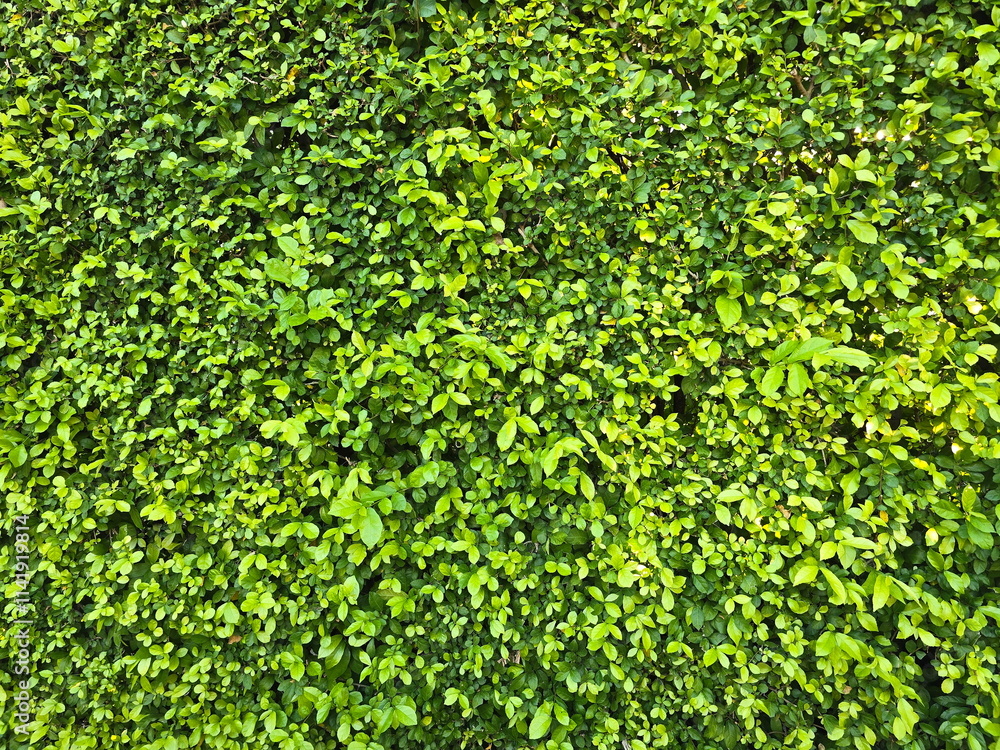 Natural wall from tooth brush tree. Background of tooth brush tree. Streblus asper Lour is perennial plant. Leaves have rough, green surface. Leaves are thick, oval, pointed. Siamese rough bush.
Natural wall from tooth brush tree. Background of tooth brush tree. Streblus asper Lour is perennial plant. Leaves have rough, green surface. Leaves are thick, oval, pointed. Siamese rough bush.
