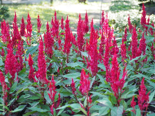 Red celosia cockscomb flower. The unusually shaped and colorful flowers look like velvet rolled up in a ball. Common cockscomb, Wildlife Cockscomb, Cockscomb, Crested celosia Grow in a sunny garden.
 photo