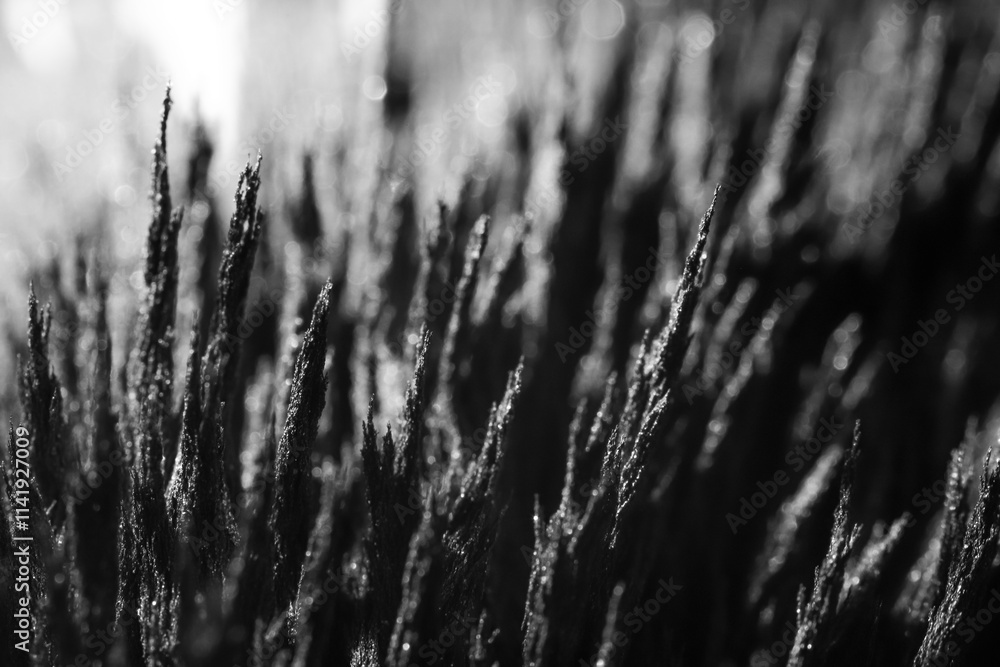 Fototapeta premium Reaction of iron dust to a magnetic field. Iron filings spikes. Neodymium magnet. Isolated on a black background.
