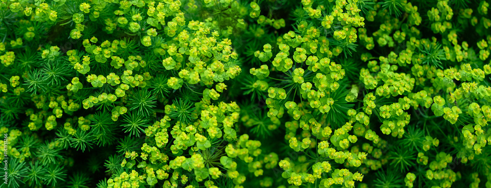 flowering cypress spurge yellow-green flowers in spring garden. Euphorbia cyparissias, perennial ornamental Herbaceous plant for garden landscaping. top view. banner flowering cypress spurge yellow-green flowers in spring garden. Euphorbia cyparissias, perennial ornamental Herbaceous plant for garden landscaping. top view. banner