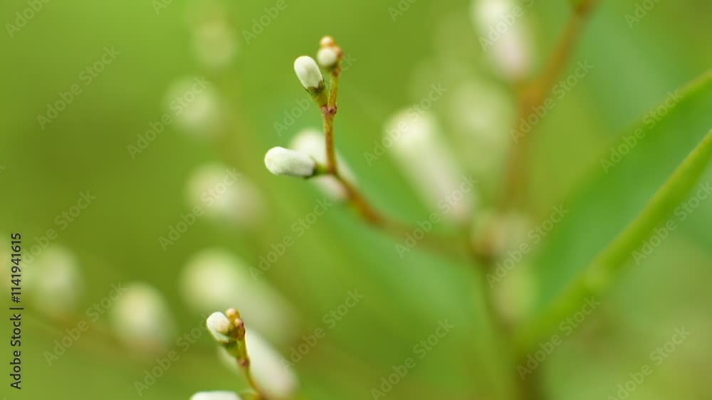 macro shot of beautiful wildflowers in borneo kalimantan indonesia macro shot of beautiful wildflowers in borneo kalimantan indonesia