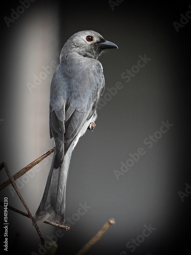 Ashy drongo