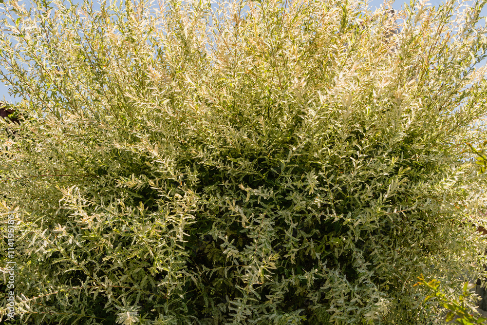 Huge bush of willow whole-leafed Japanese, Salix integra Hakuro-Nishiki, against blue summer sky. Selective focus. Natural white, pink. Nature concept for nature design. Huge bush of willow whole-leafed Japanese, Salix integra Hakuro-Nishiki, against blue summer sky. Selective focus. Natural white, pink. Nature concept for nature design.